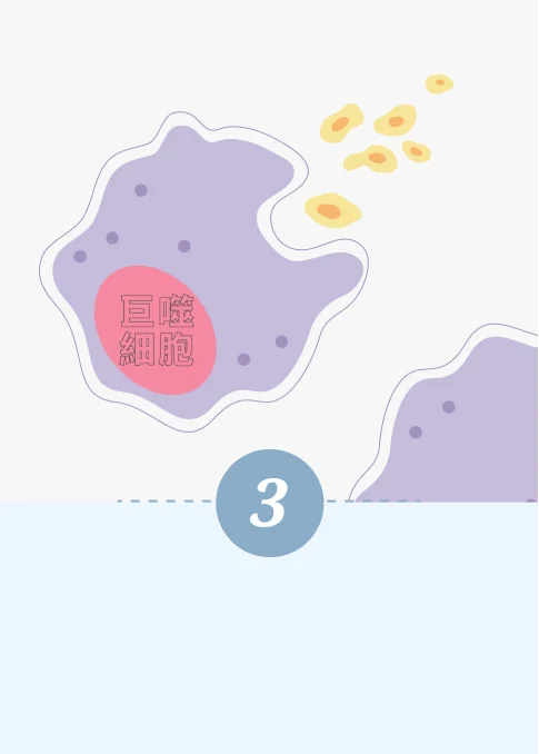 消脂針-第三步驟