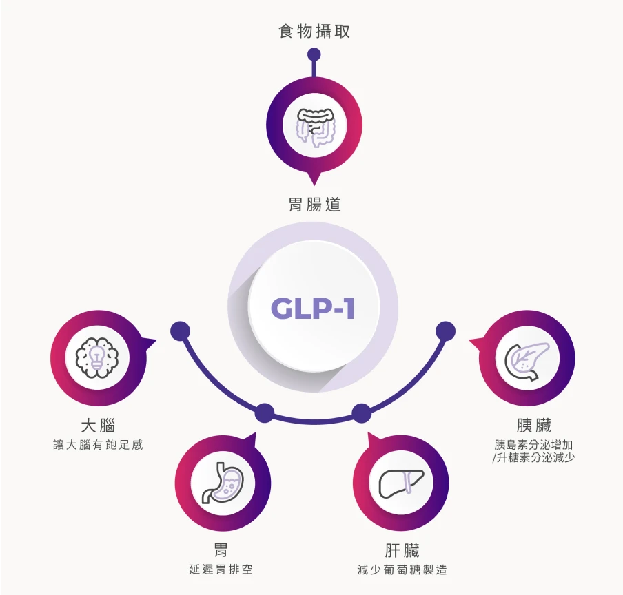 Saxenda善纖達(瘦瘦筆)作用器官與方式